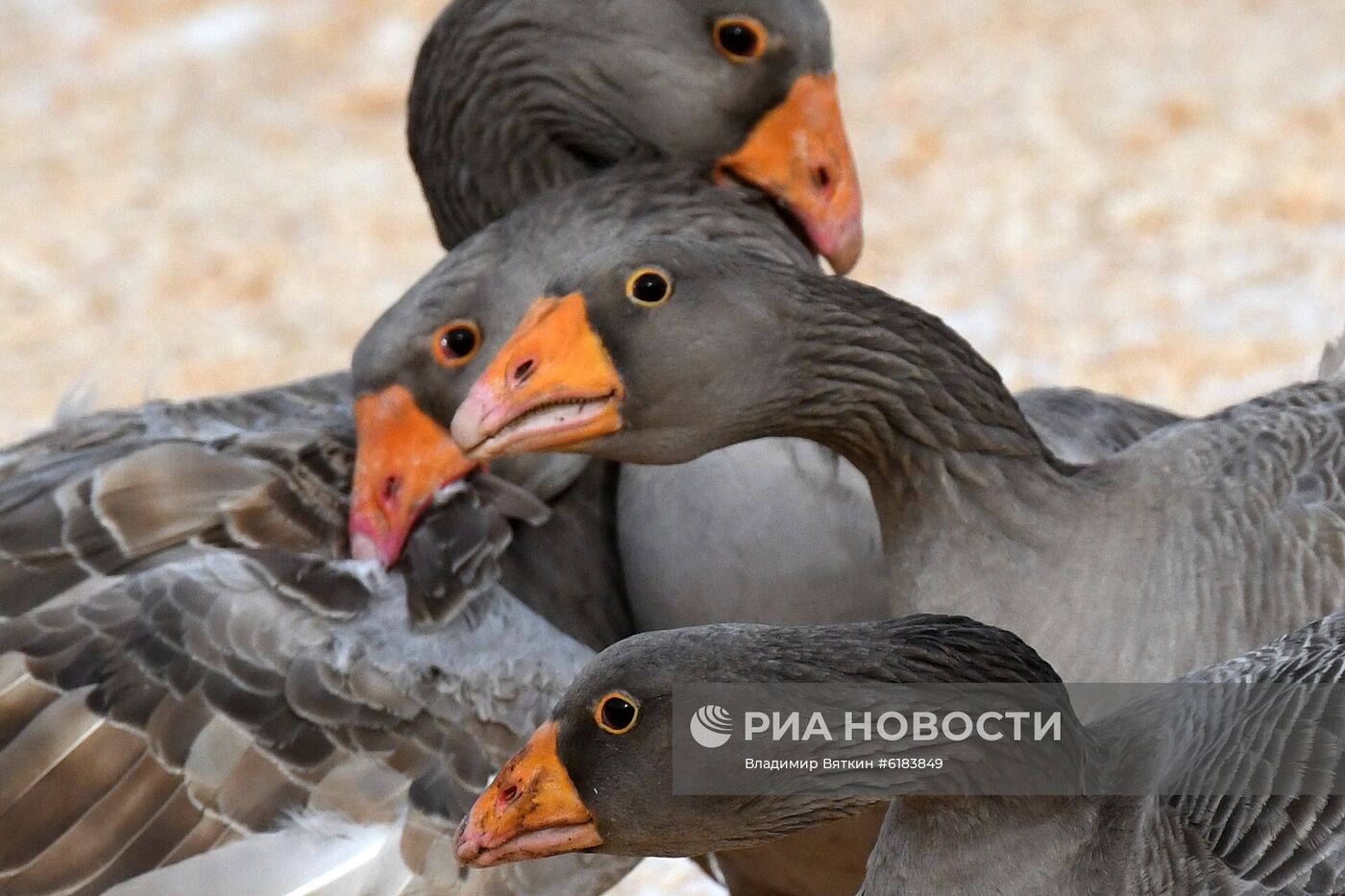 Празднование Масленицы в Суздале