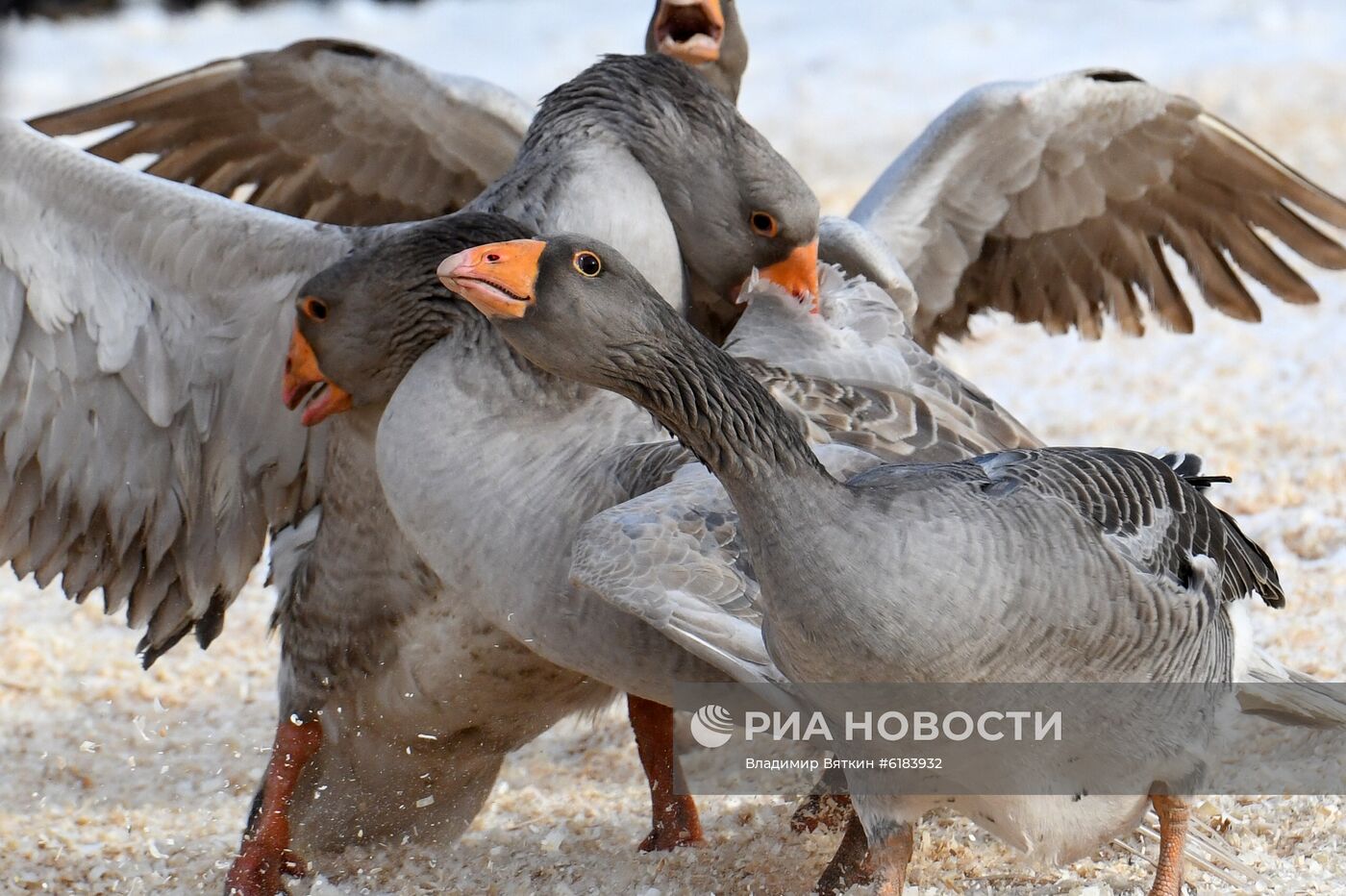 Празднование Масленицы в Суздале