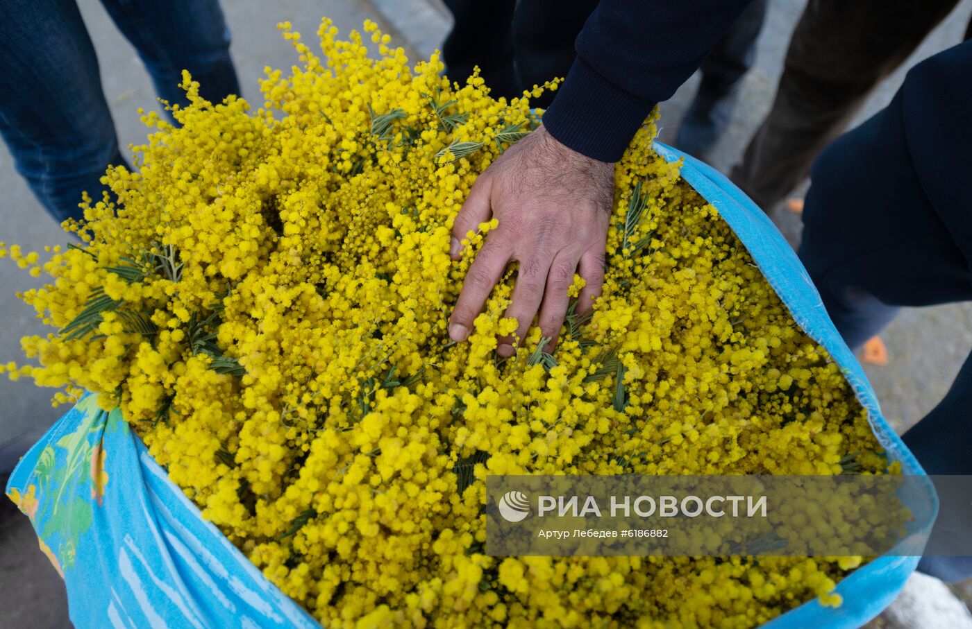 Продажа мимозы из Абхазии на российско-абхазской границе
