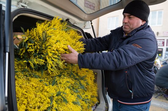 Продажа мимозы из Абхазии на российско-абхазской границе 