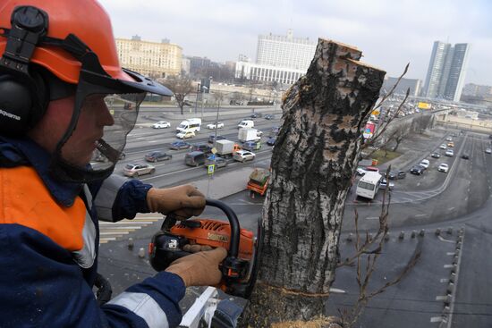 Обрезка тополей в Москве