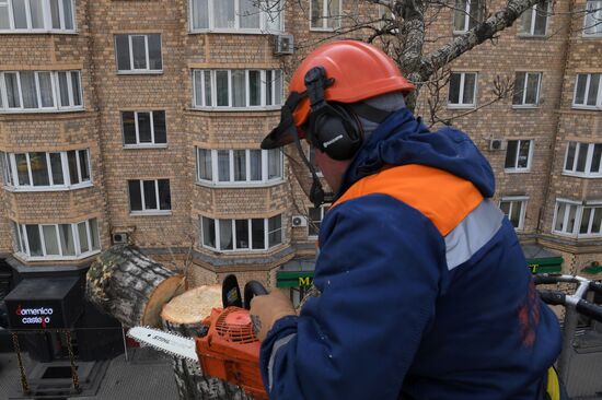 Обрезка тополей в Москве