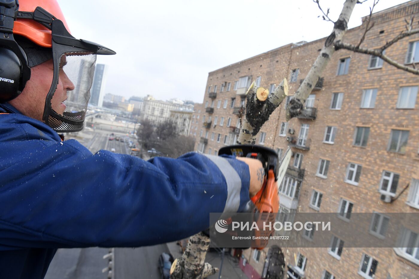 Обрезка тополей в Москве