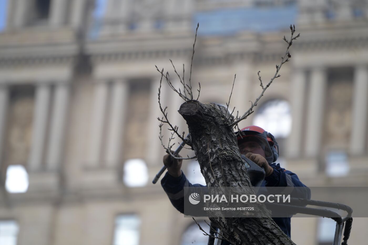 Обрезка тополей в Москве