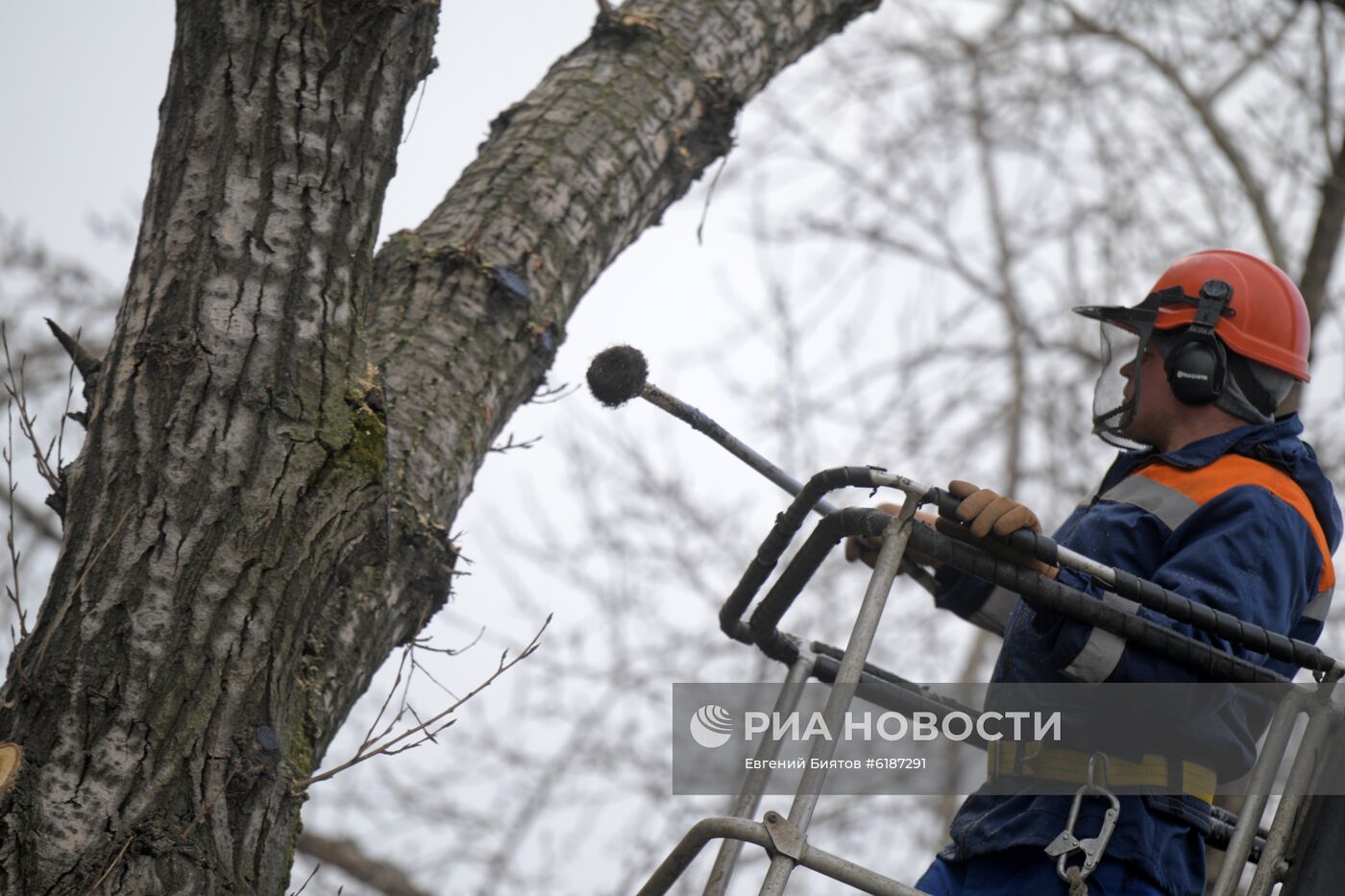 Обрезка тополей в Москве