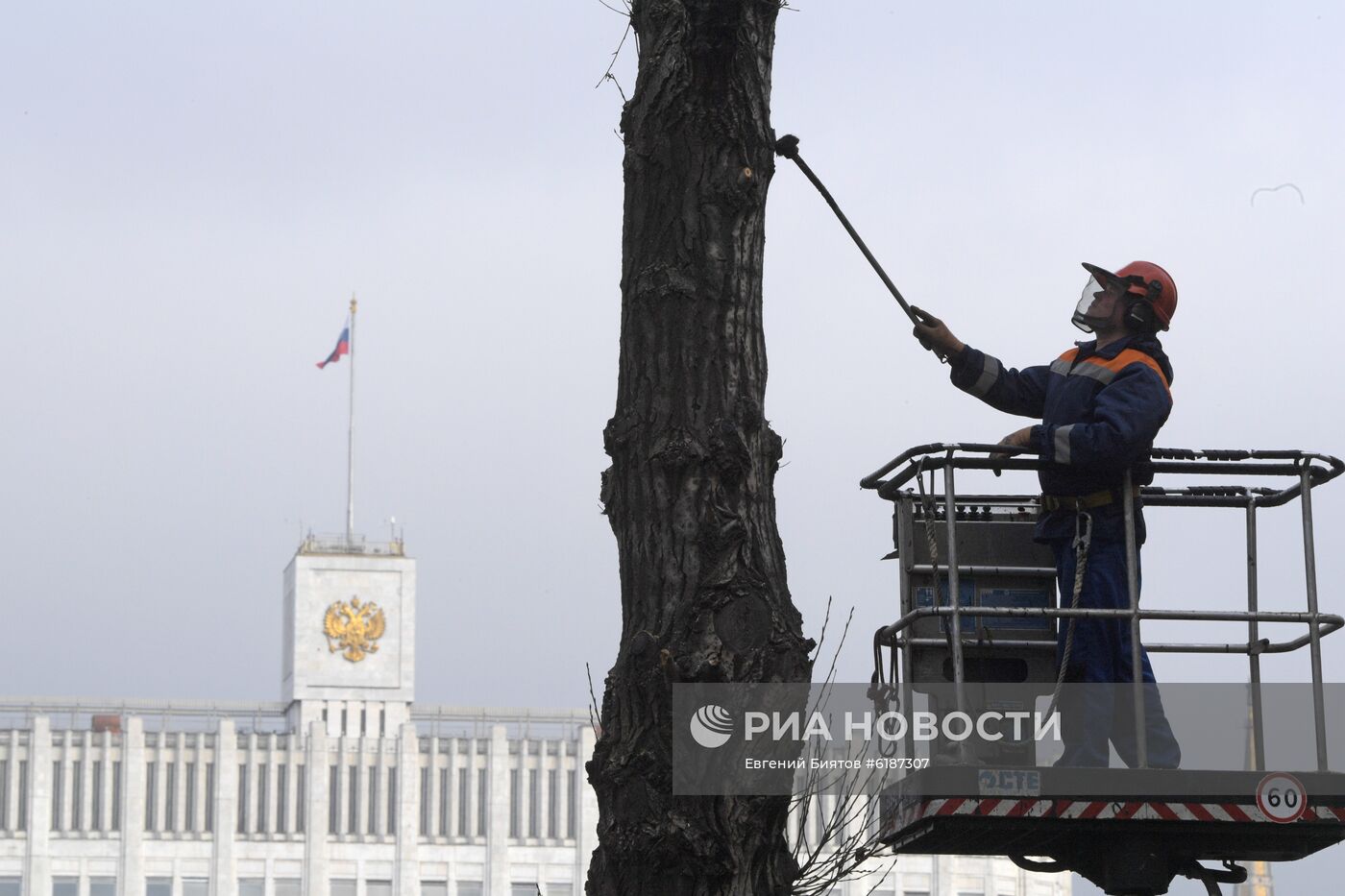 Обрезка тополей в Москве