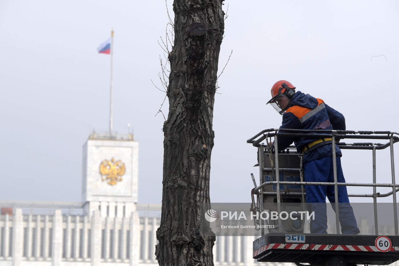 Обрезка тополей в Москве