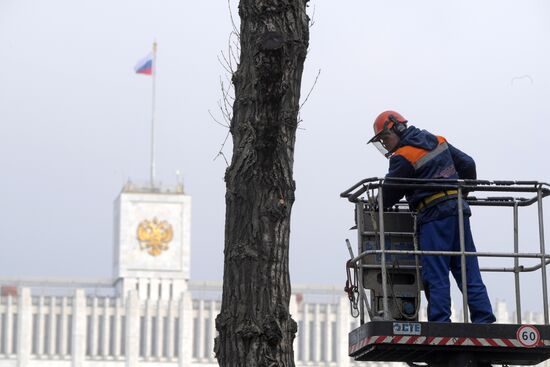 Обрезка тополей в Москве