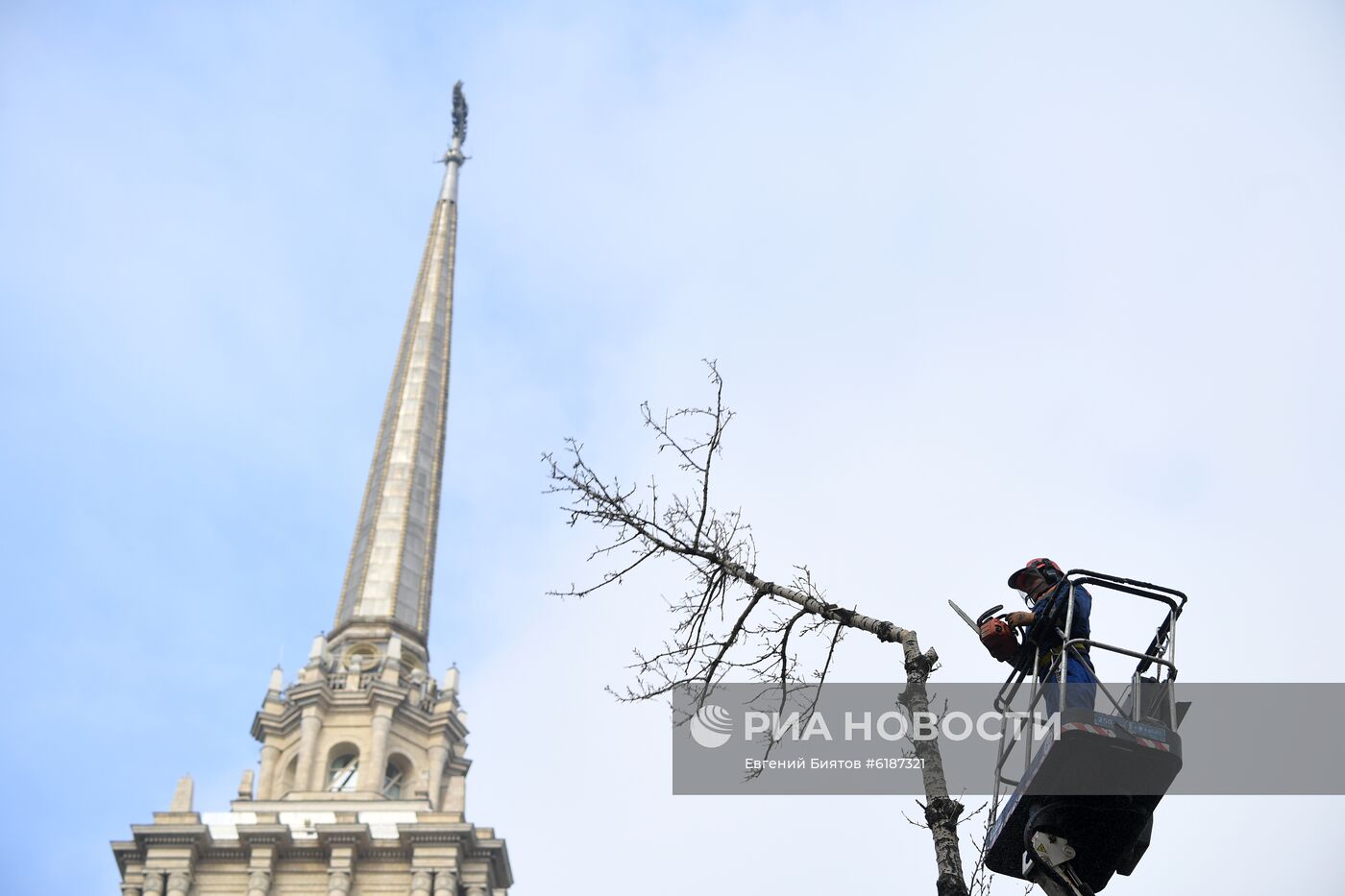 Обрезка тополей в Москве