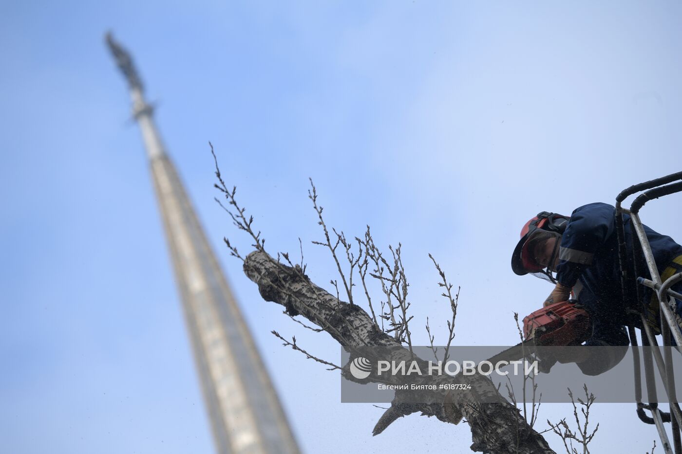 Обрезка тополей в Москве