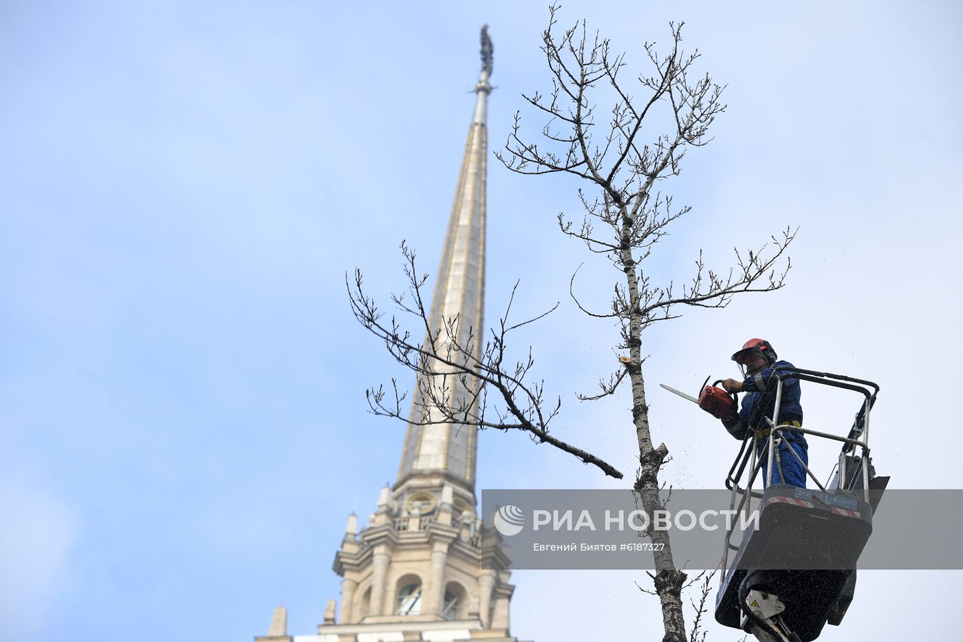 Обрезка тополей в Москве