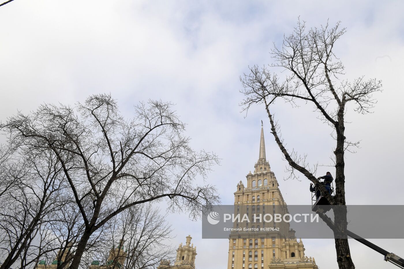 Обрезка тополей в Москве