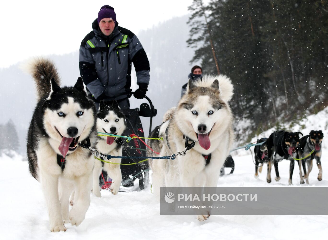 Гонки на собачьих упряжках в Красноярском крае