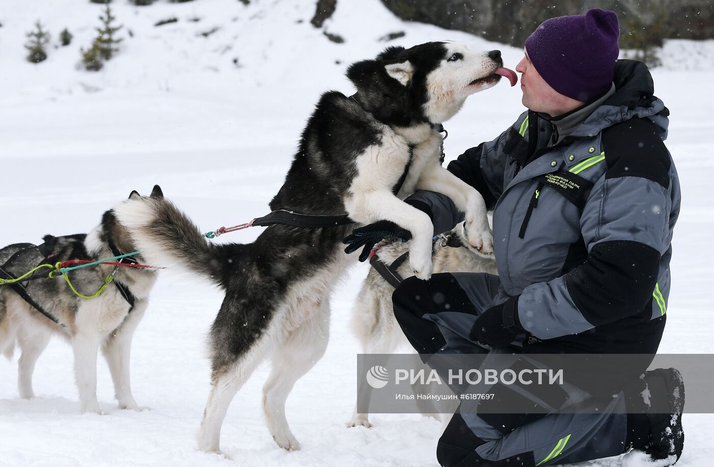 Гонки на собачьих упряжках в Красноярском крае