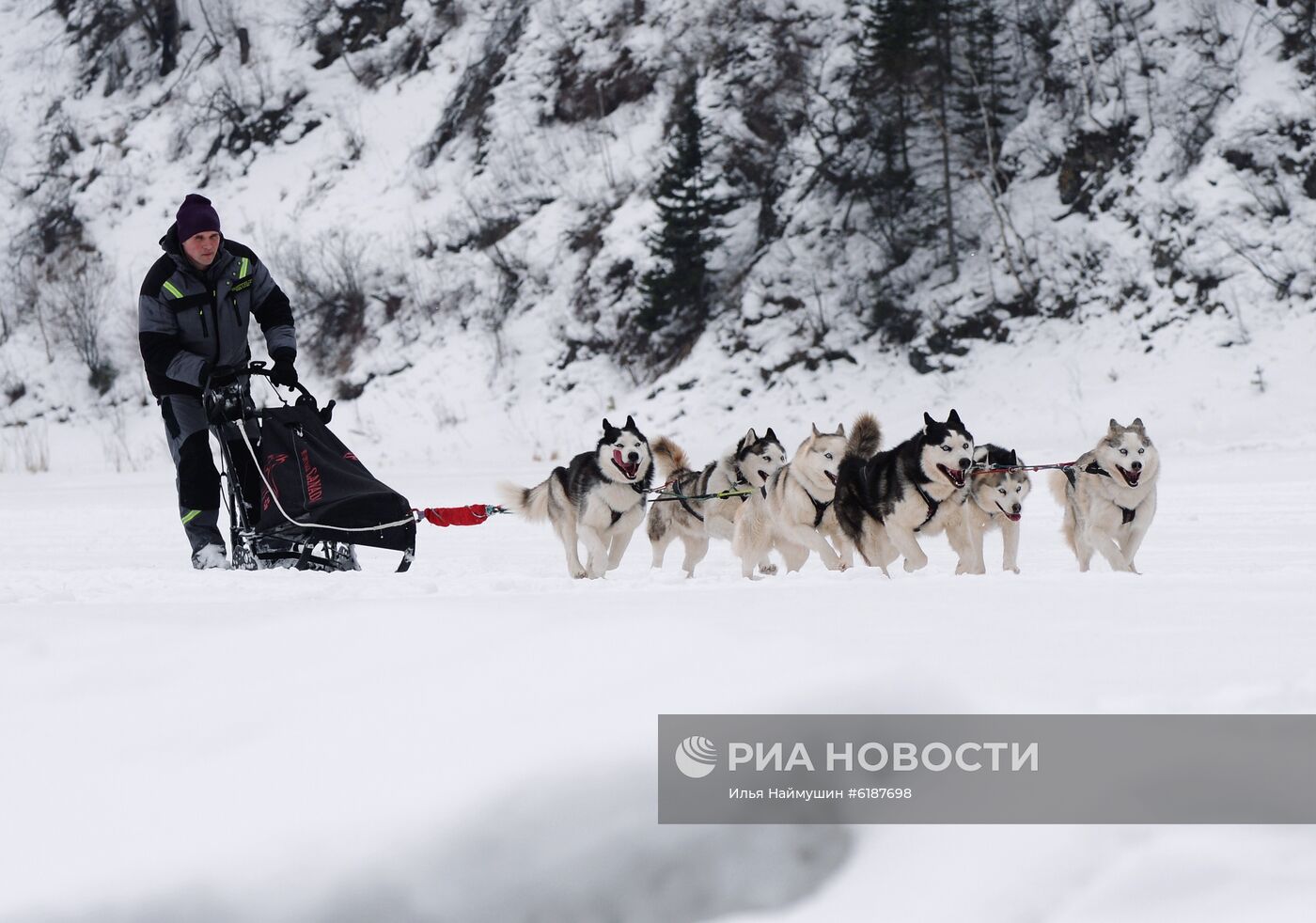 Гонки на собачьих упряжках в Красноярском крае