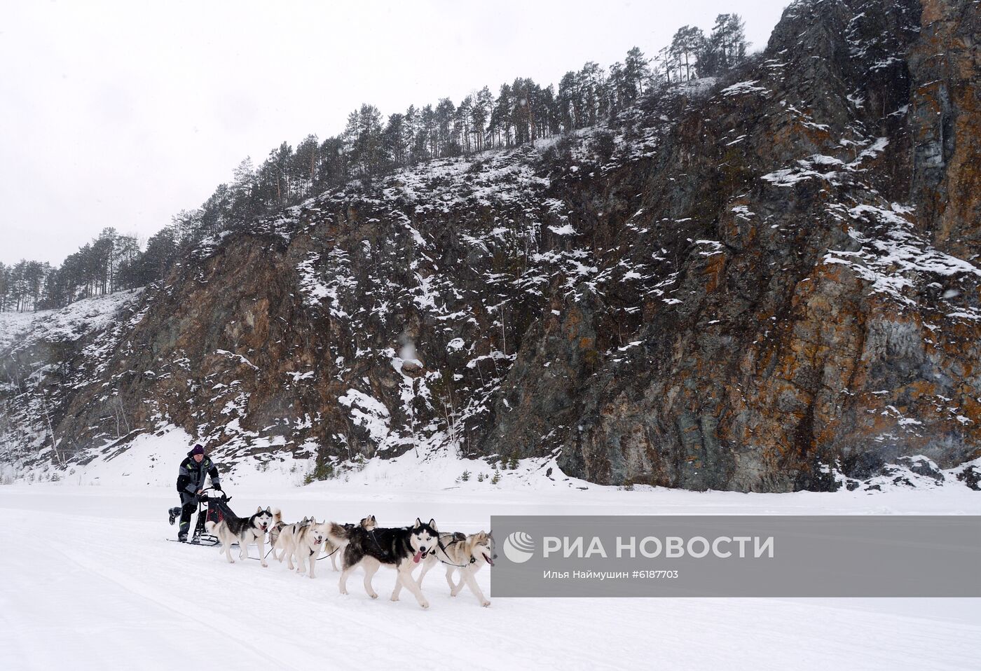 Гонки на собачьих упряжках в Красноярском крае