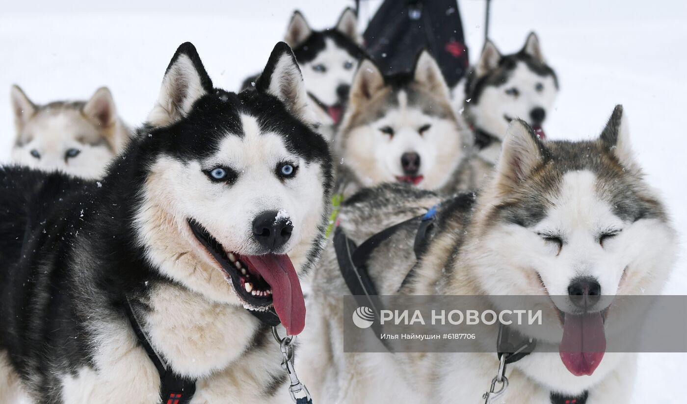 Гонки на собачьих упряжках в Красноярском крае