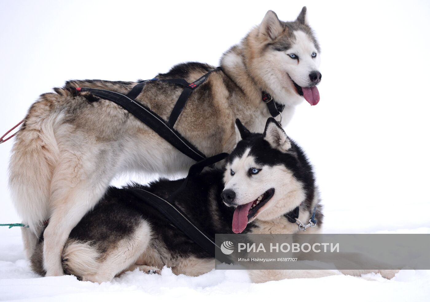 Гонки на собачьих упряжках в Красноярском крае