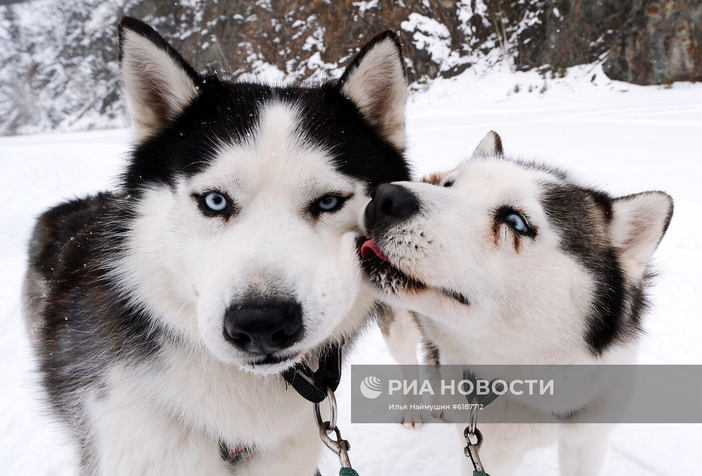 Гонки на собачьих упряжках в Красноярском крае