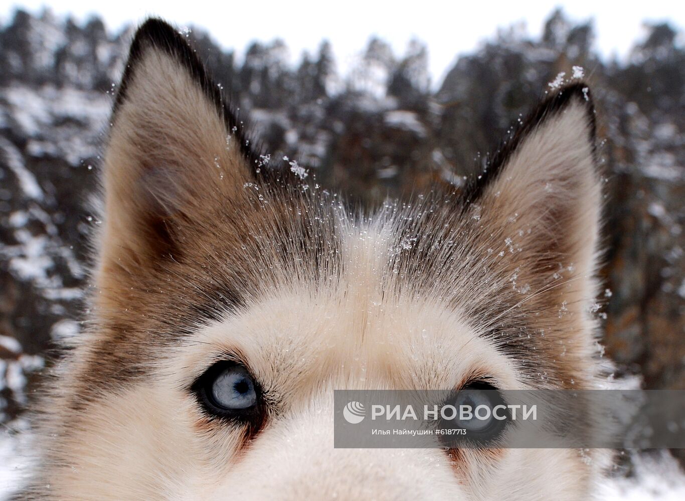 Гонки на собачьих упряжках в Красноярском крае