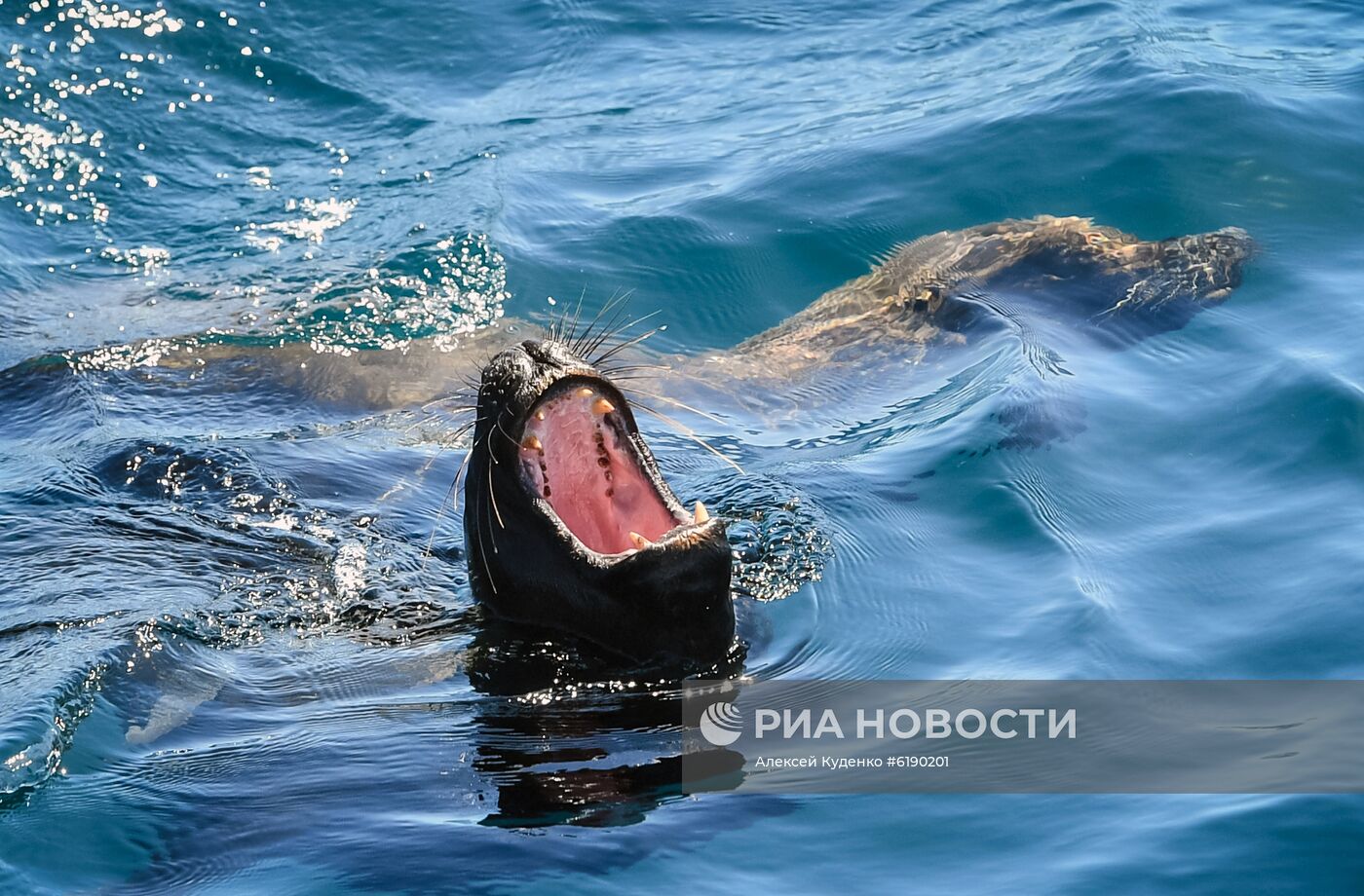 Кругосветная экспедиция на исследовательском судне "Адмирал Владимирский"