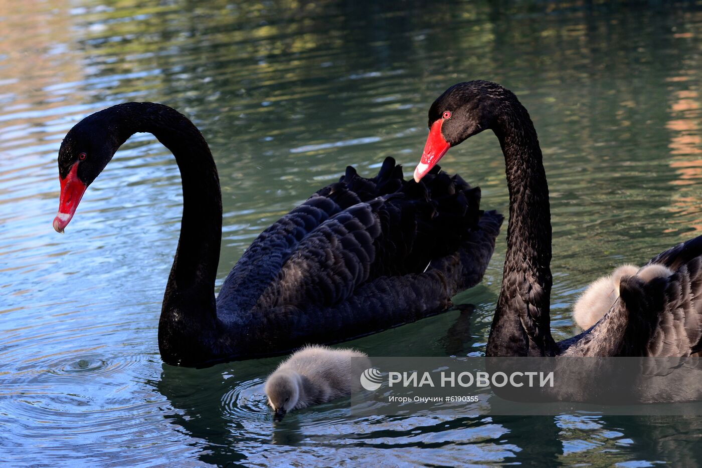 Парк "Южные культуры" в Сочи