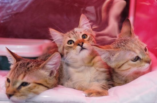Международная выставка кошек "Кэтсбург"