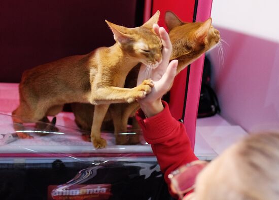 Международная выставка кошек "Кэтсбург"