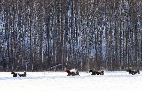 Любительские соревнования "Проводы русской зимы" в Красноярском крае