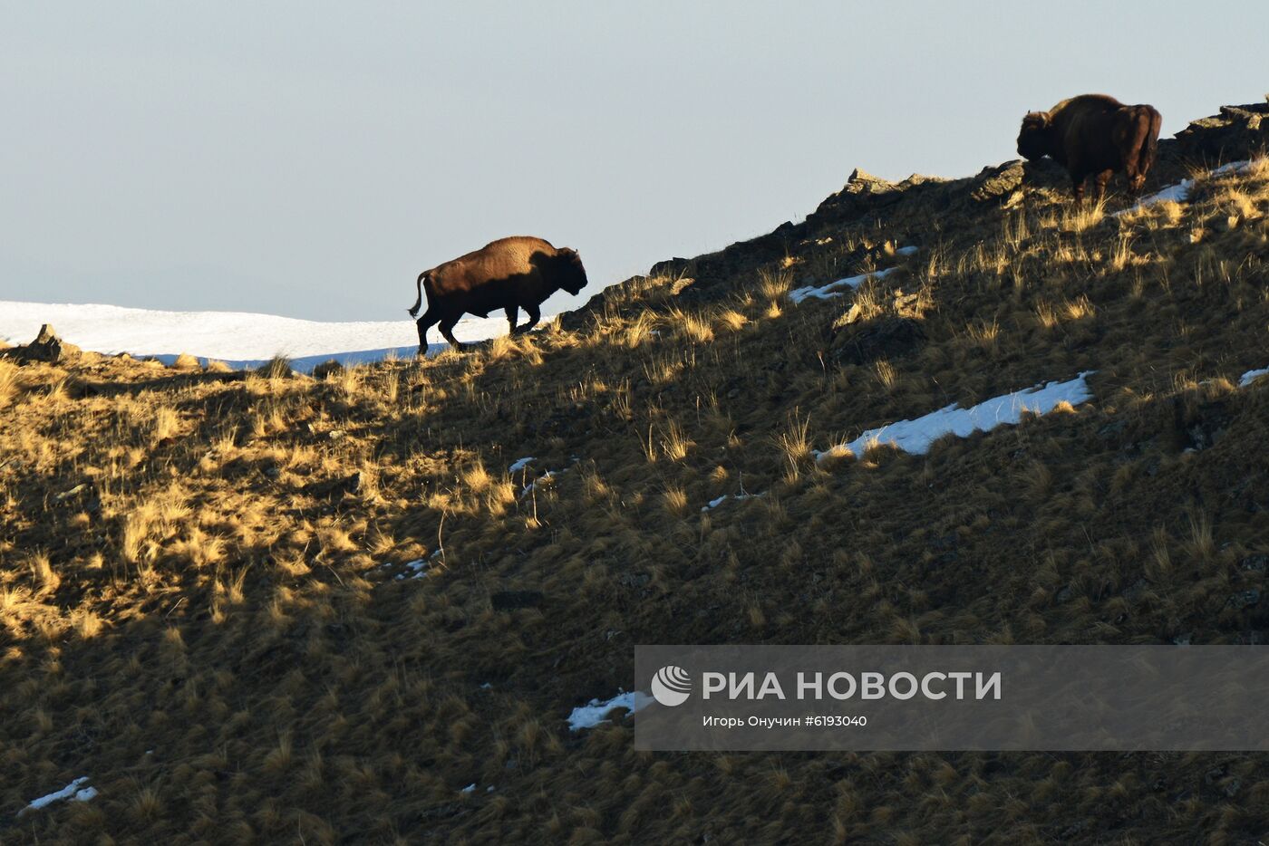 Подсчет зубров в Кавказском заповеднике 