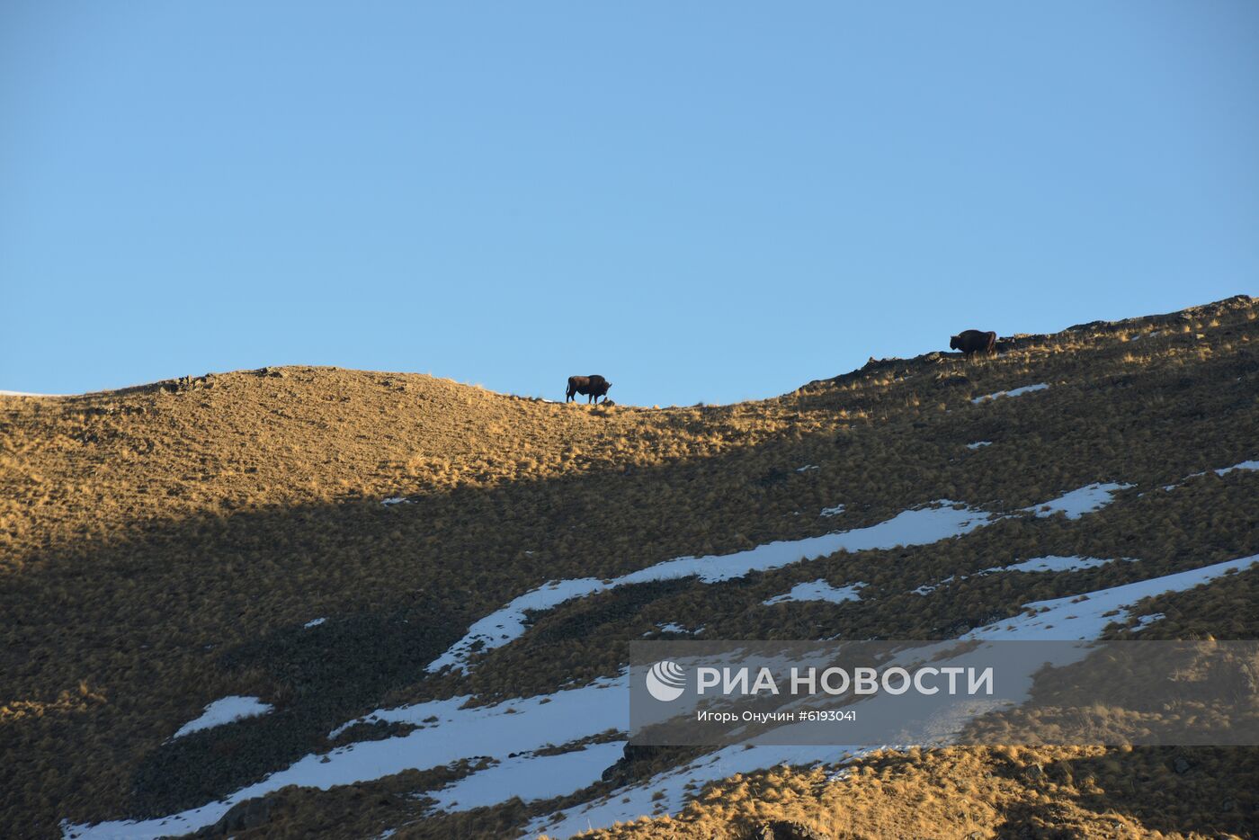 Подсчет зубров в Кавказском заповеднике 