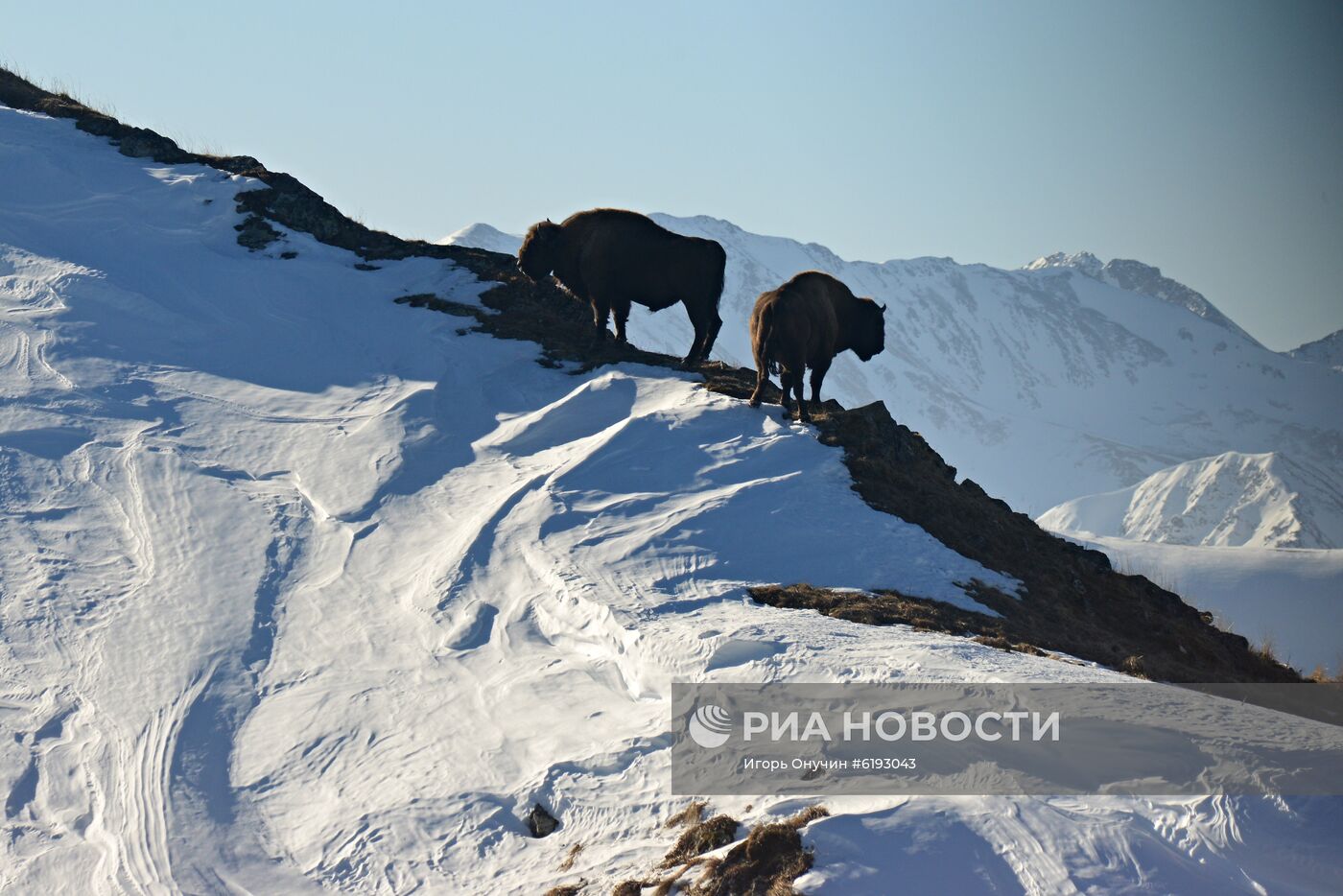 Подсчет зубров в Кавказском заповеднике 