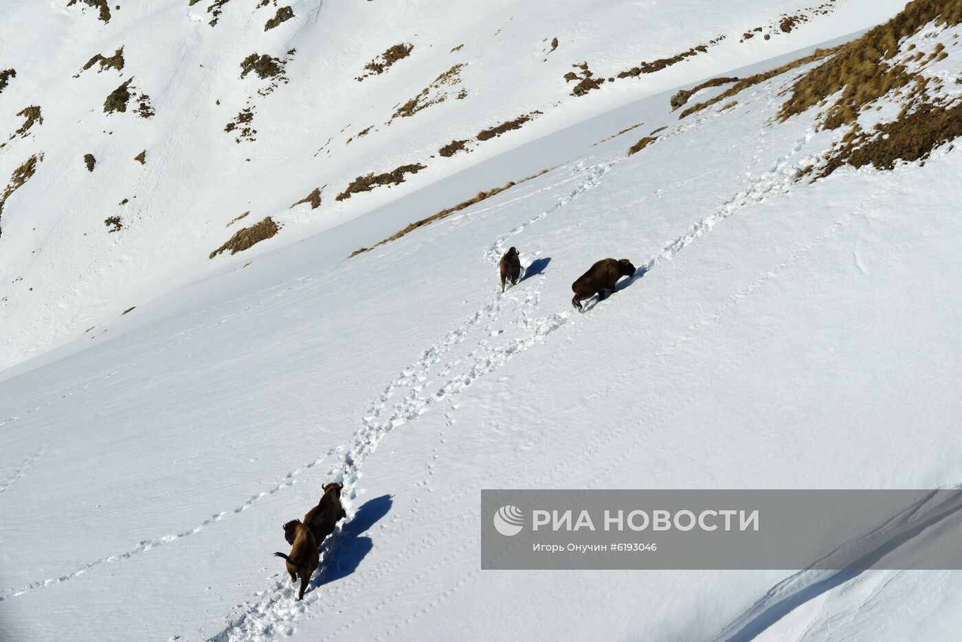 Подсчет зубров в Кавказском заповеднике 