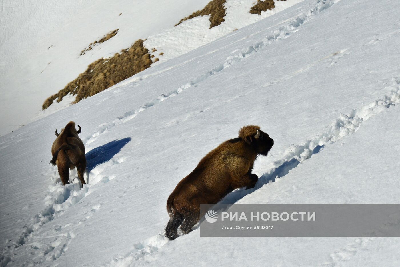 Подсчет зубров в Кавказском заповеднике 