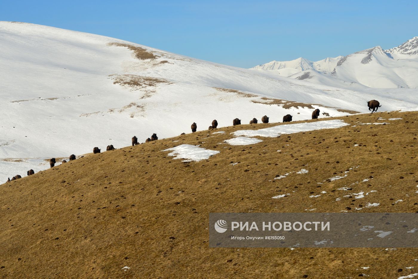 Подсчет зубров в Кавказском заповеднике