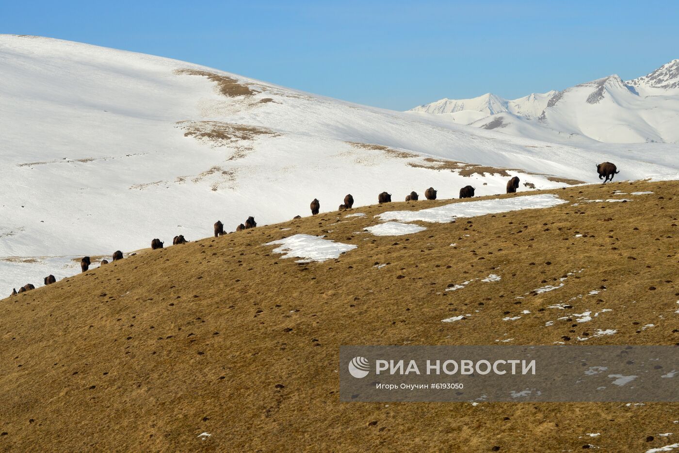 Подсчет зубров в Кавказском заповеднике 