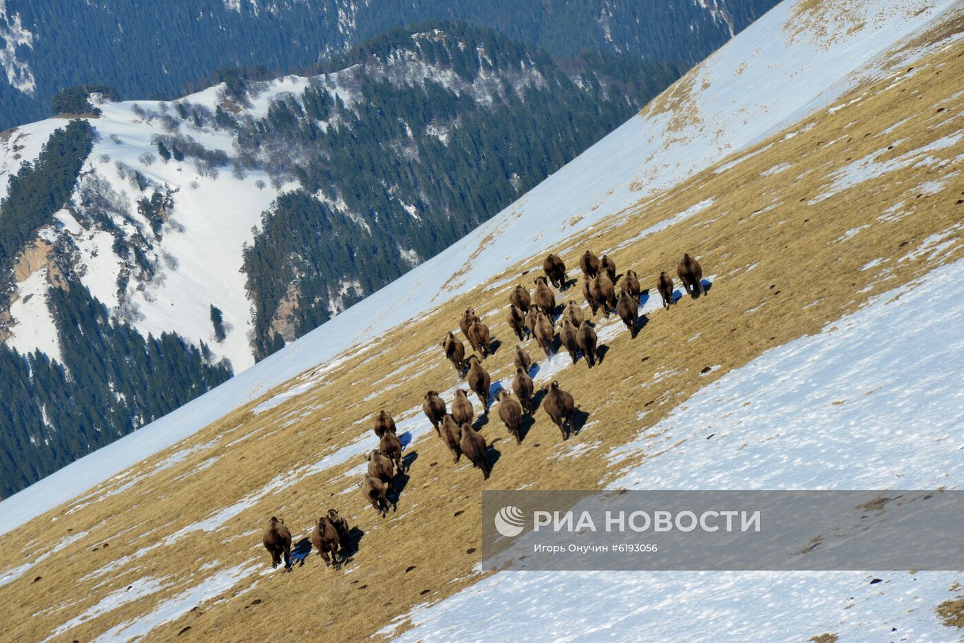 Подсчет зубров в Кавказском заповеднике 