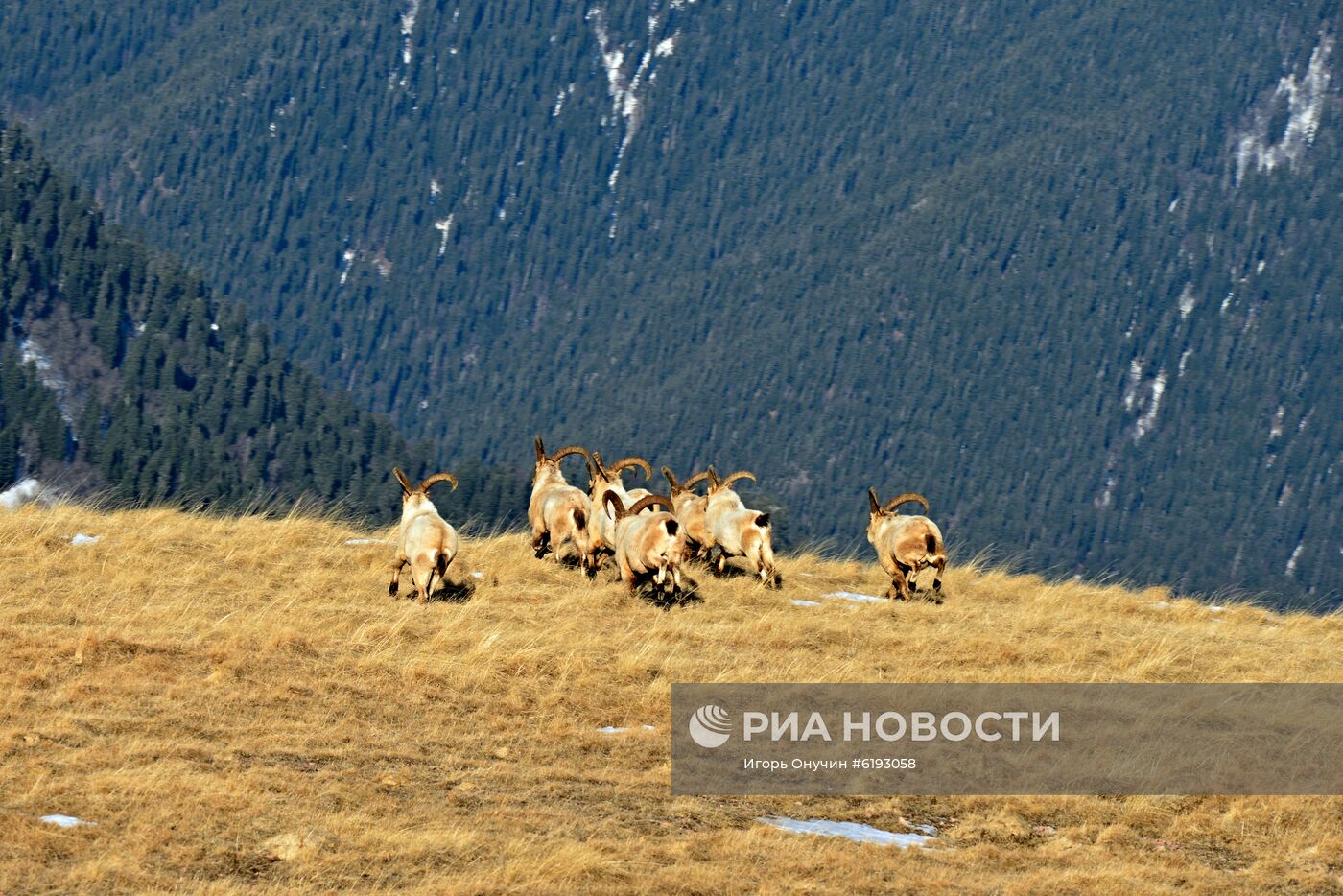 Подсчет зубров в Кавказском заповеднике 