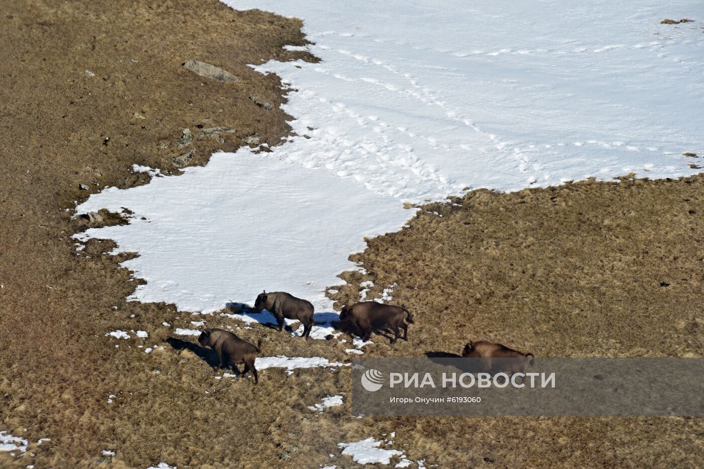 Подсчет зубров в Кавказском заповеднике 