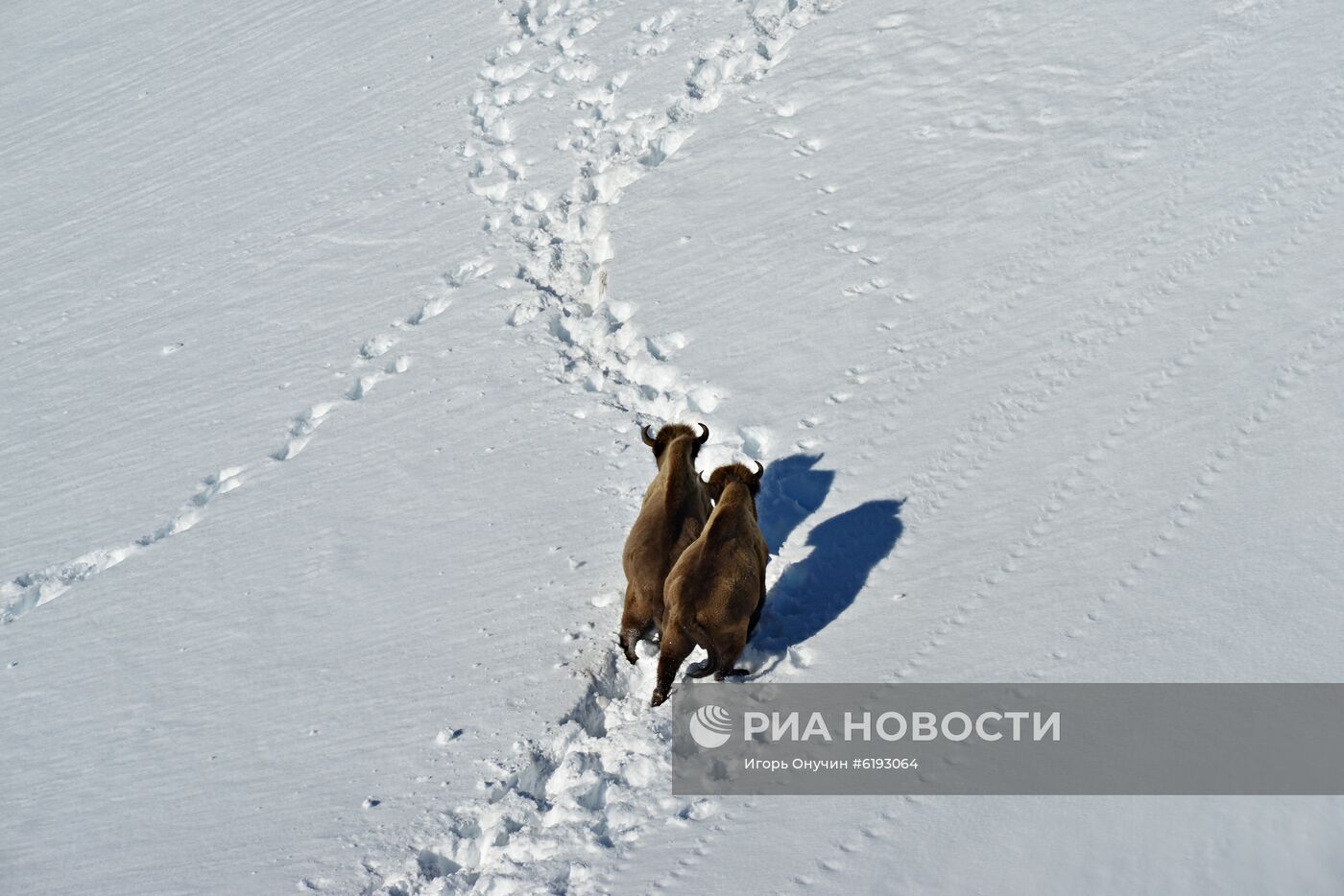 Подсчет зубров в Кавказском заповеднике 