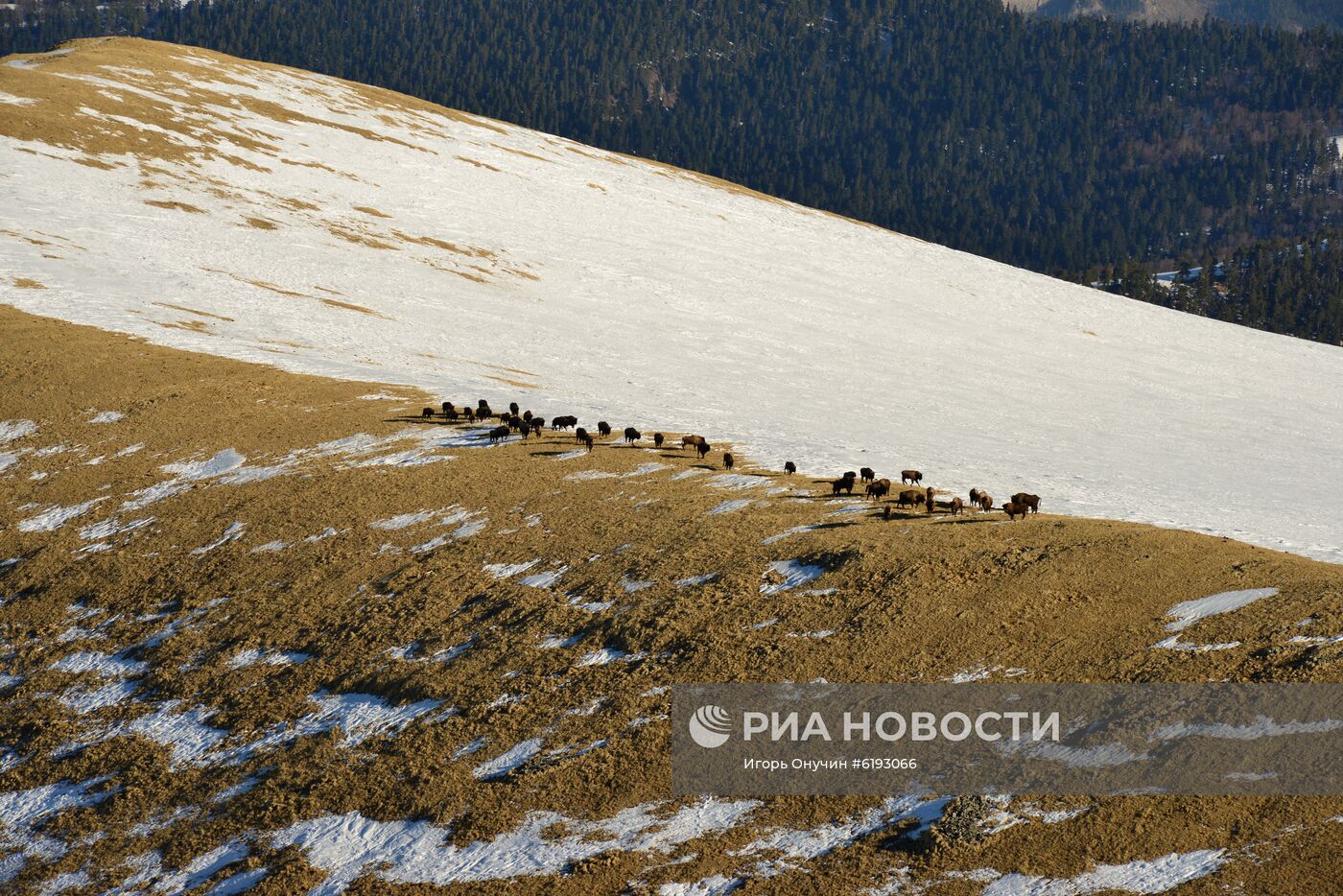 Подсчет зубров в Кавказском заповеднике 