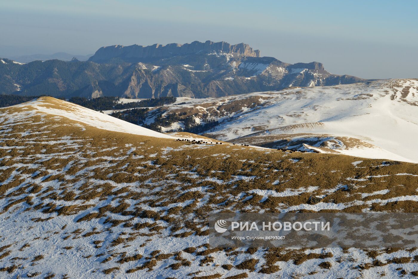 Подсчет зубров в Кавказском заповеднике 