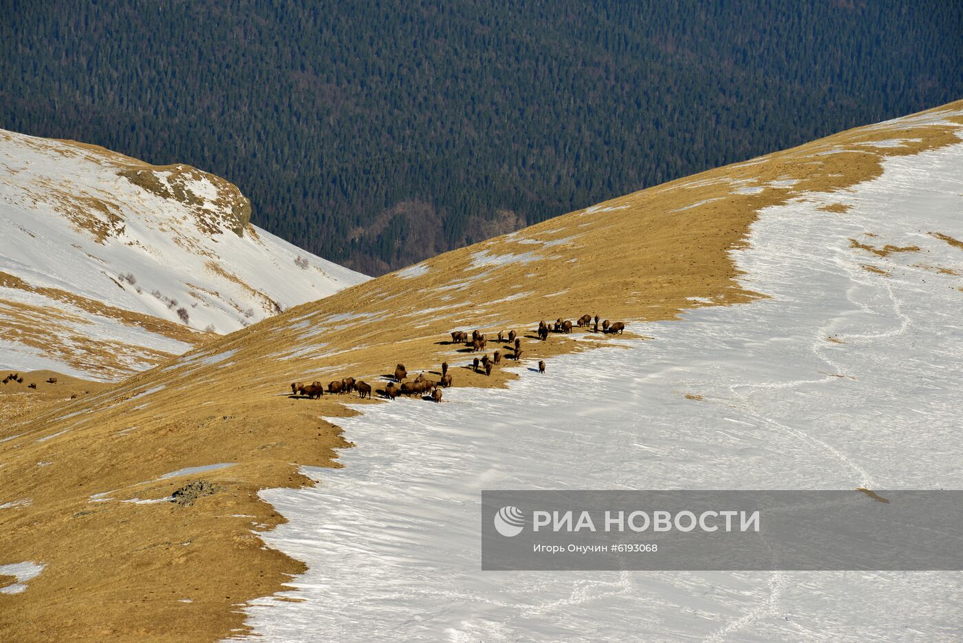 Подсчет зубров в Кавказском заповеднике 