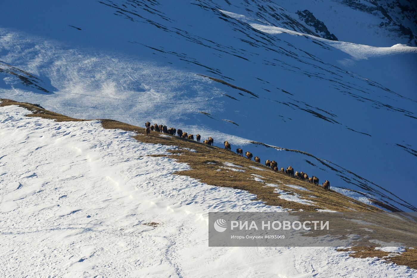 Подсчет зубров в Кавказском заповеднике 