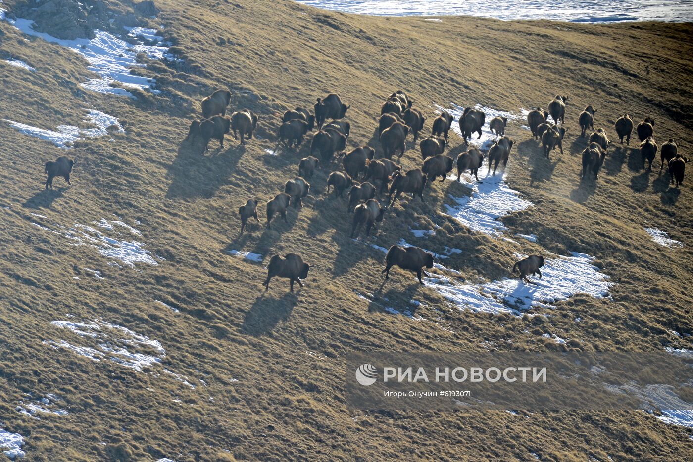 Подсчет зубров в Кавказском заповеднике 