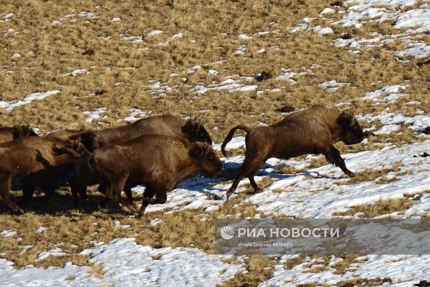 Подсчет зубров в Кавказском заповеднике 