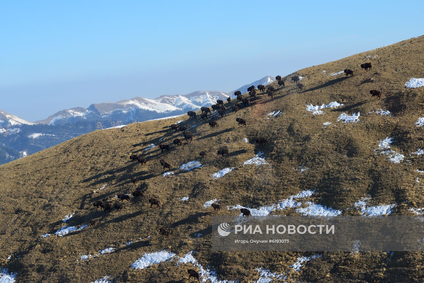 Подсчет зубров в Кавказском заповеднике 