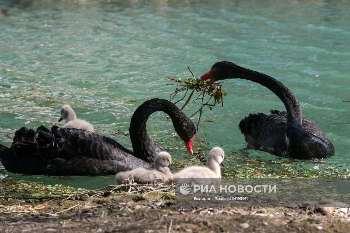 Парк "Южные культуры" в Сочи