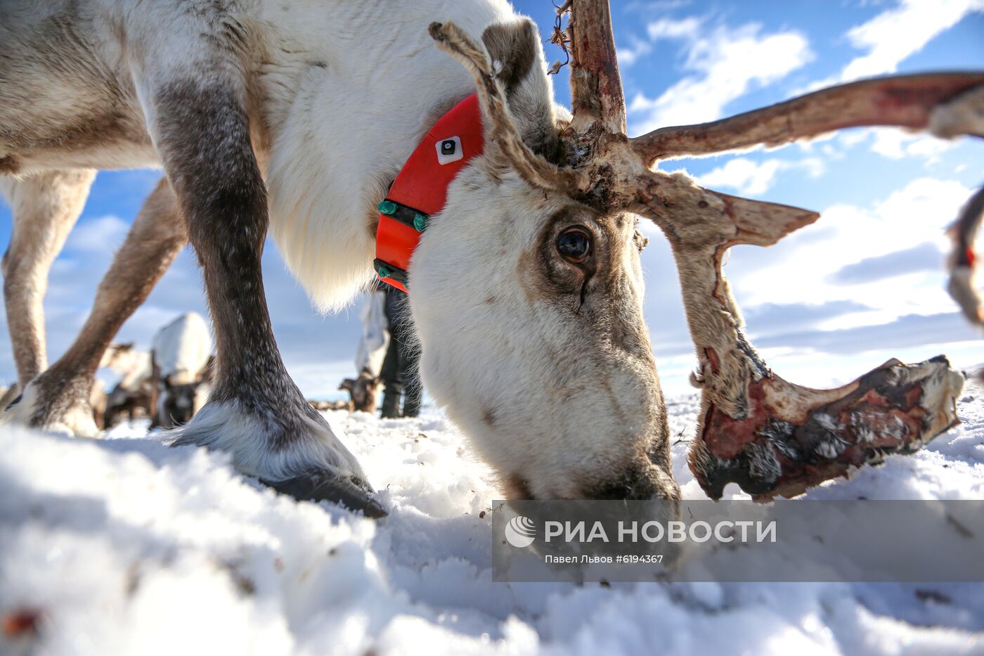 Олени в Мурманской области