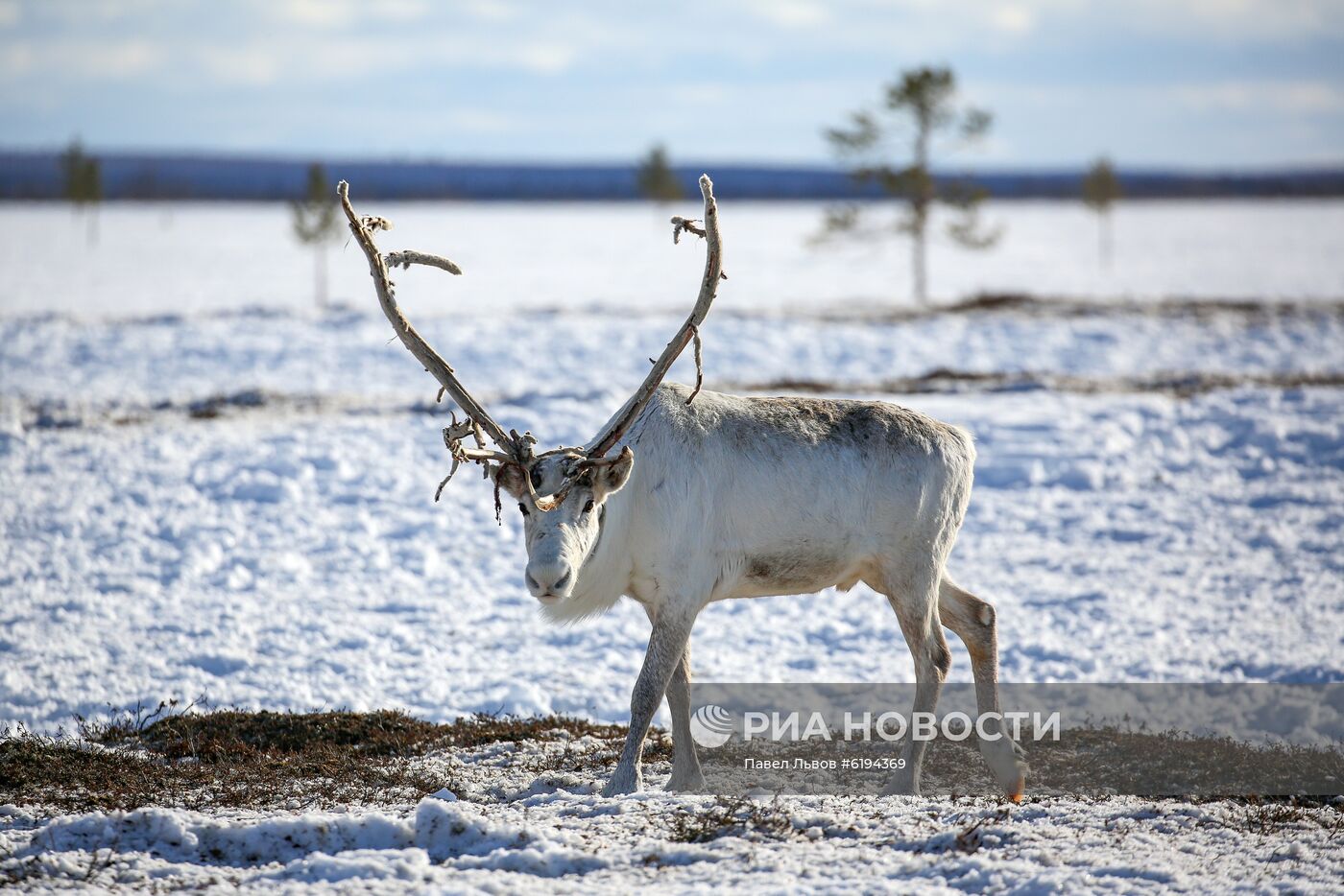 Олени в Мурманской области